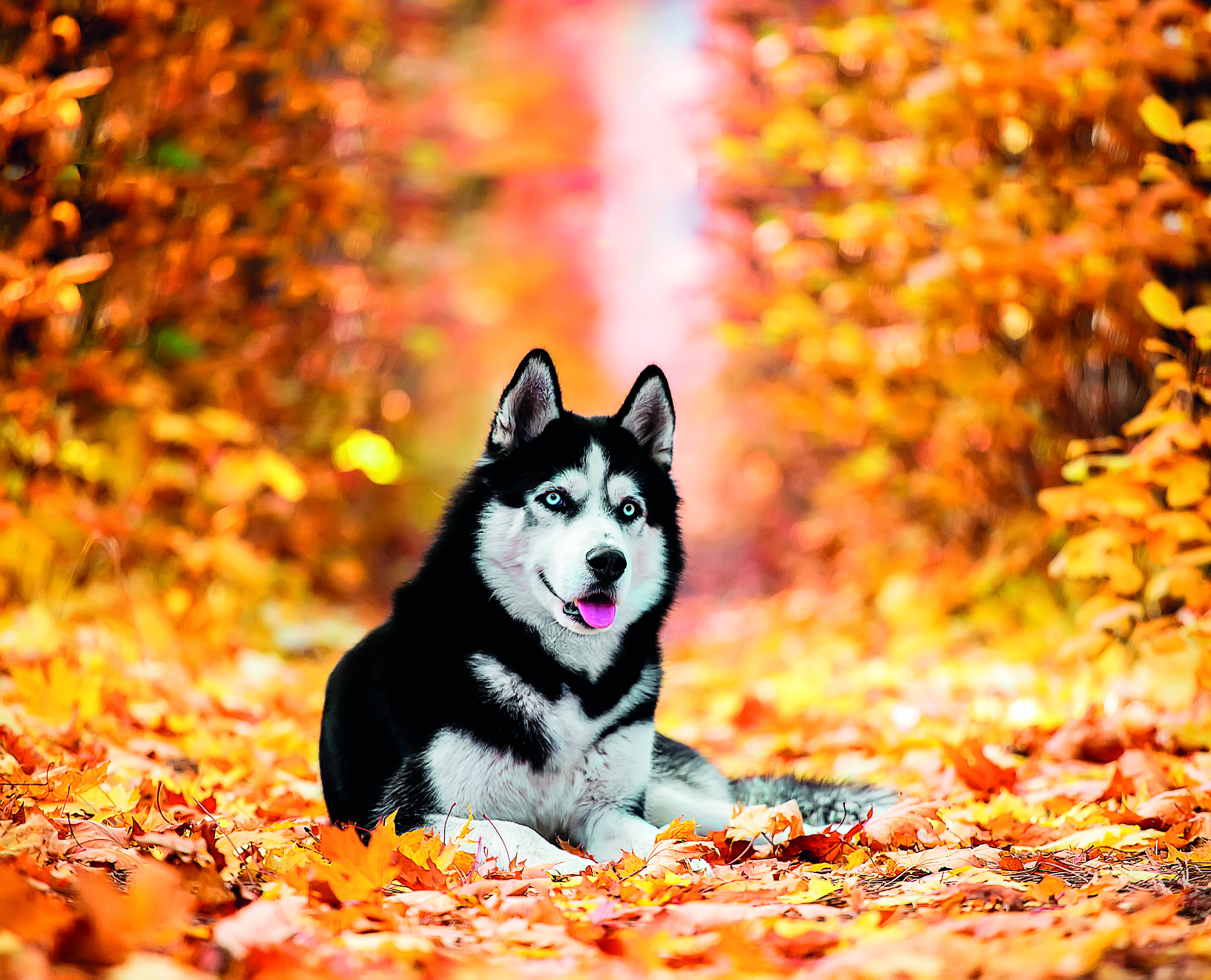 Husky odpočíva v zlatom jesennom lístí